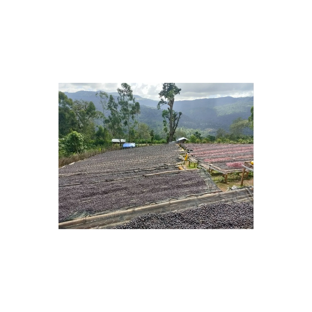 Mehbuba Guji Uraga Haro