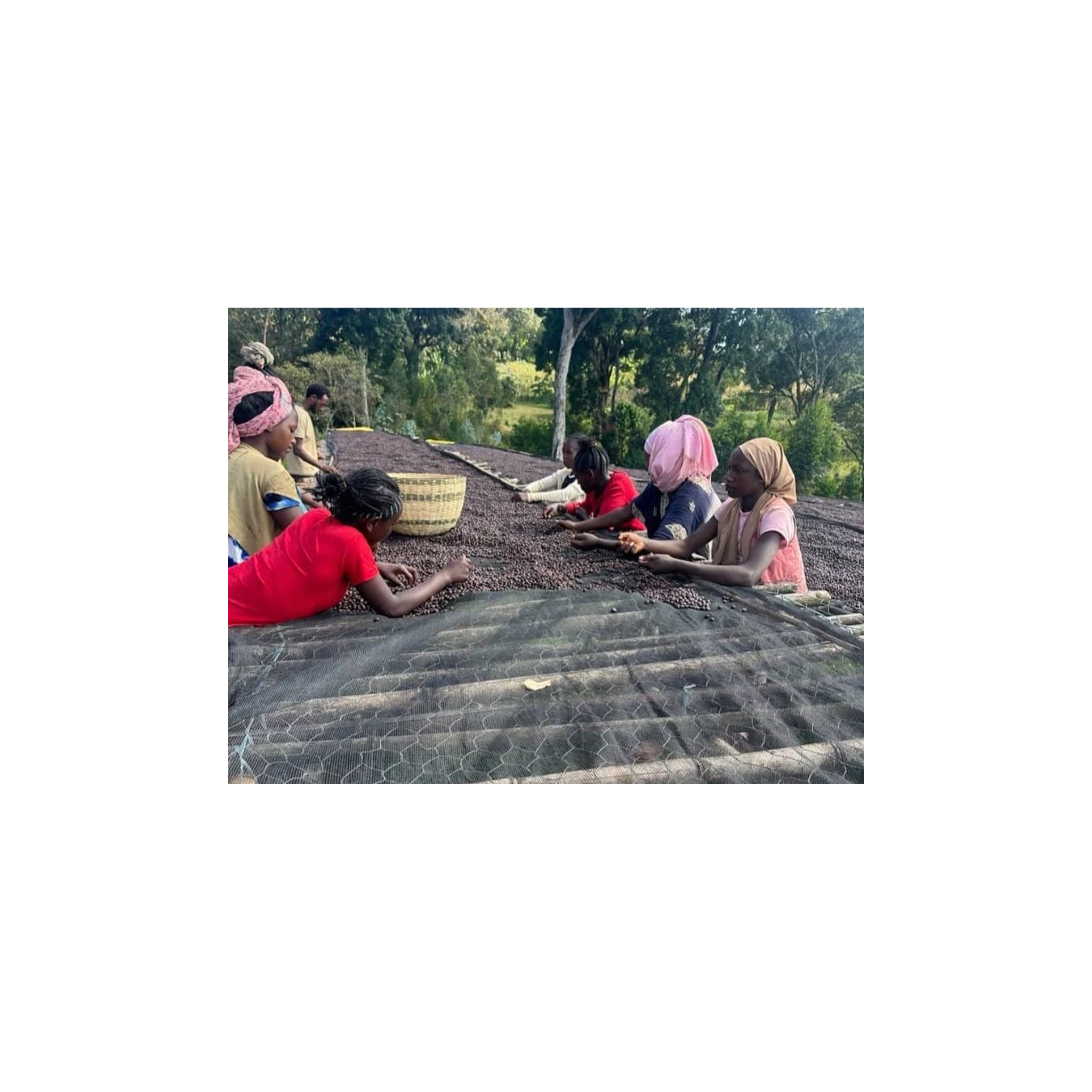 Mehbuba Guji Uraga Haro