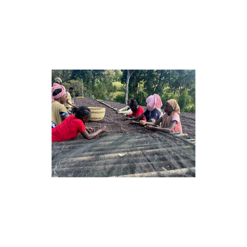 Mehbuba Guji Uraga Haro